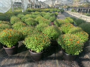 10 inch Garden Mums