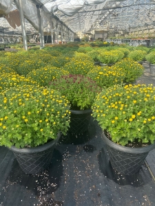 12 inch Mums