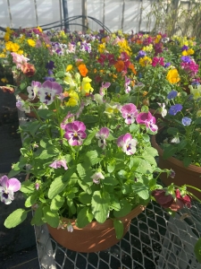 Pansy Bowls
