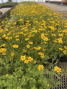 Bidens - Annual