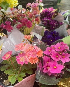 Lewisia and African Violets