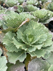 Ornamental Cabbage