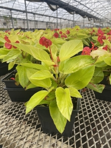 Begonia Canary Wing