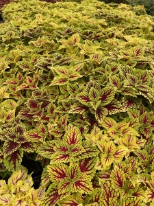 Coleus
