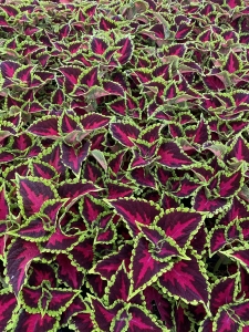 Coleus