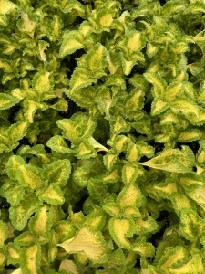 Coleus