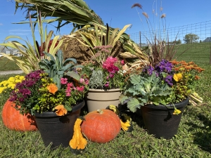 Fall Combination Display