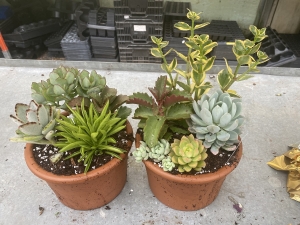 Succulent Gardens