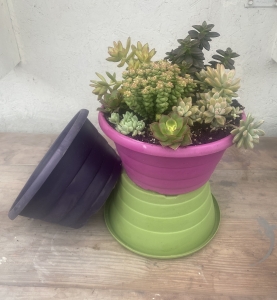 Succulent Garden
