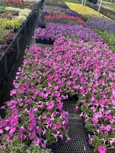 Petunias