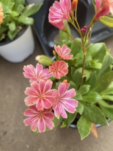 Lewisia - Perennial