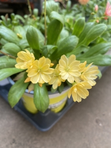 Lewisia - Perennials