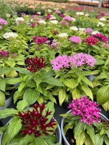 Pentas