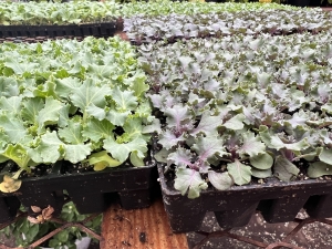 Kale Plugs