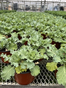 Ornamental Kale