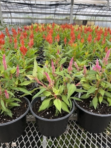 Celosia
