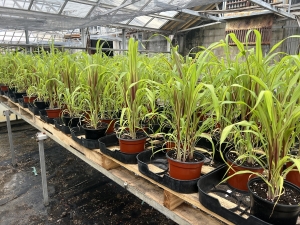 Ornamental Millet