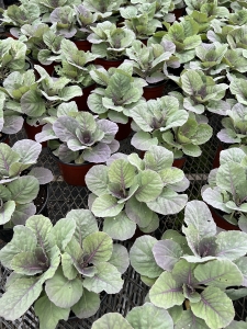 Ornamental Cabbage