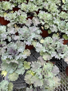 Ornamental Kale