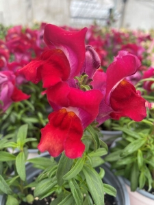 Snapdragons