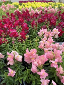 Snapdragons