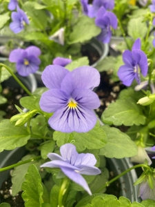 Violas