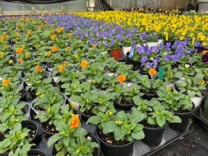 Violas