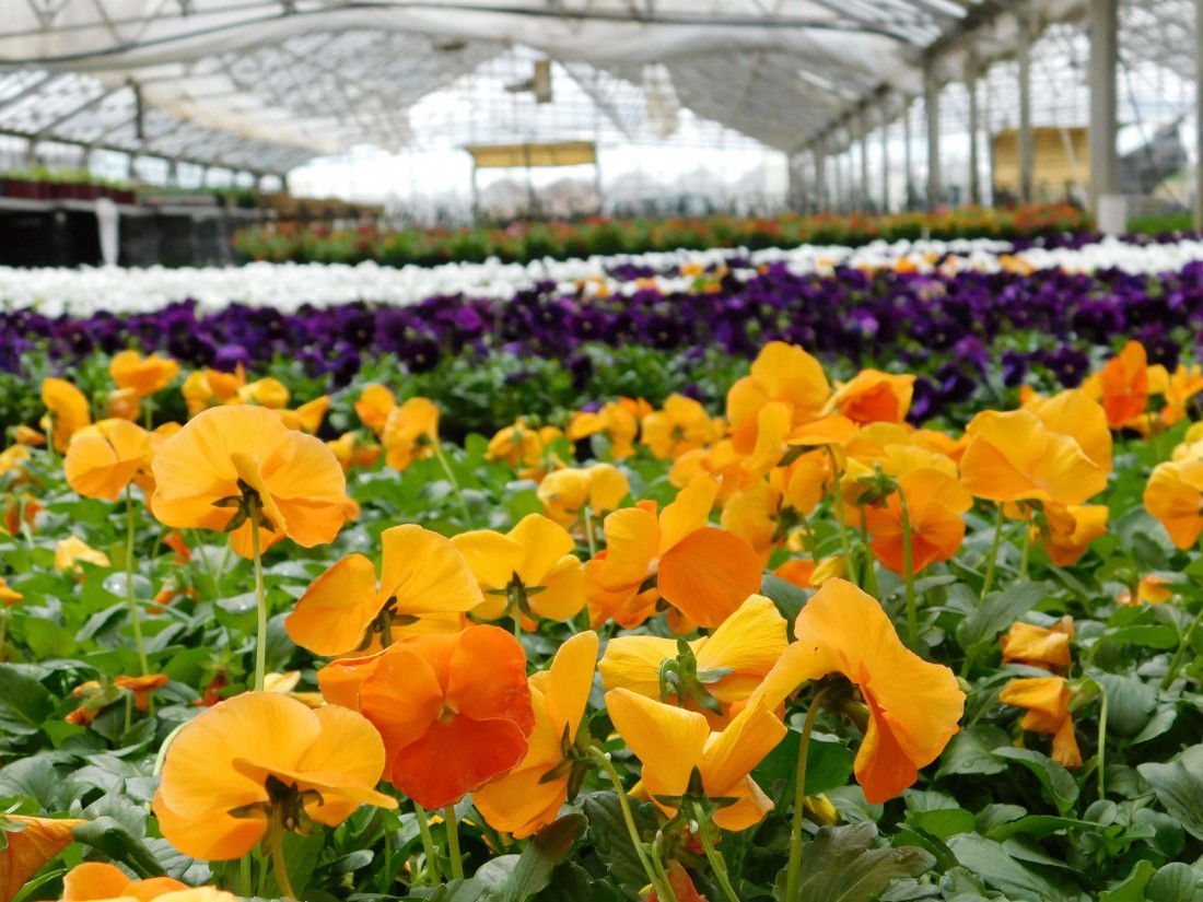 Retail Stores | Moose and Squirrel Horticultural Resources | Carleton, MI - Pansies